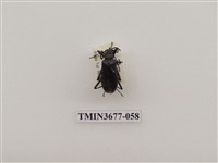 藏品(偽步行蟲)的圖片